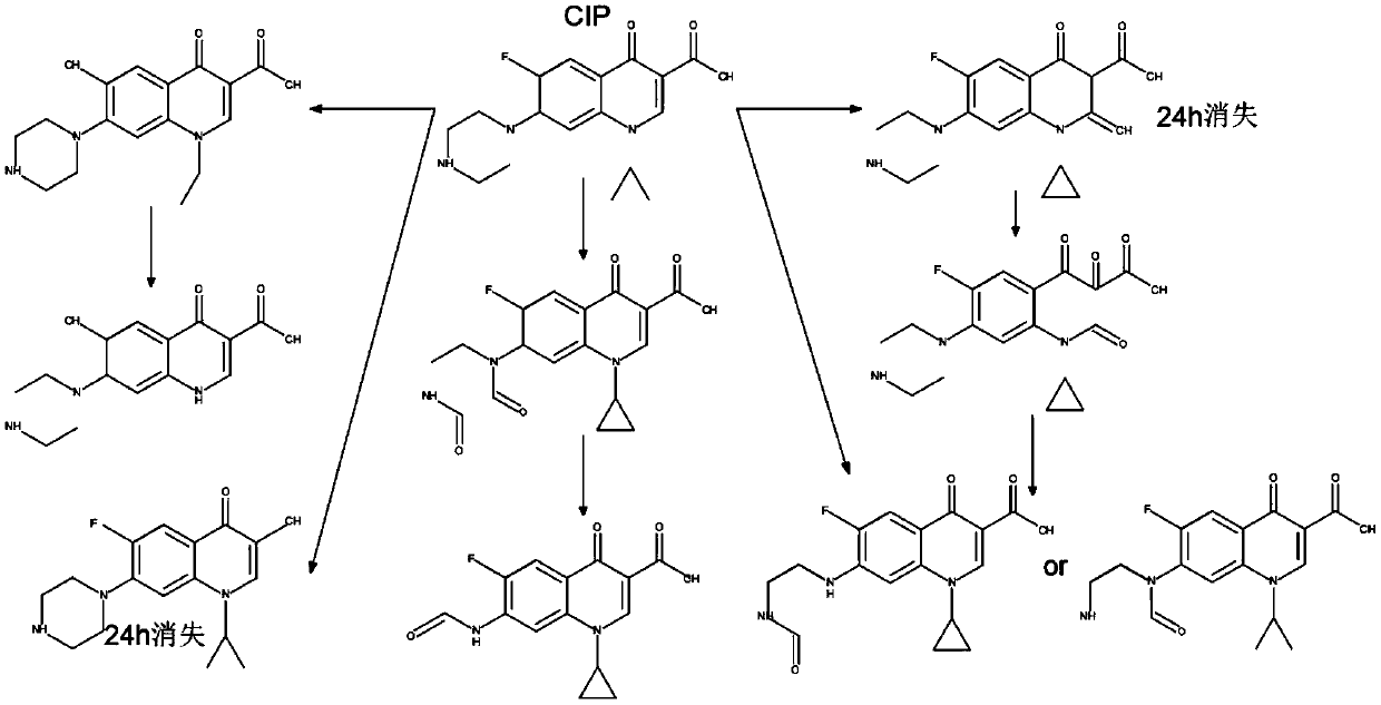 Catalytic oxidation method for efficiently degrading ciprofloxacin and evaluation method of toxicity of product of ciprofloxacin