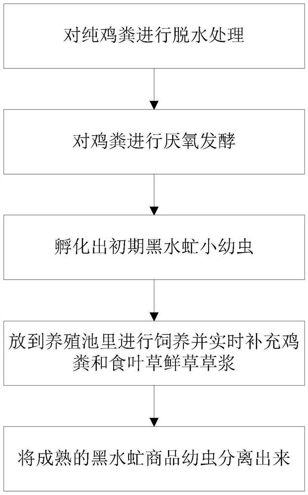 Method for feeding commercial larvae of hermetia illucens by using mixed feed of chicken manure and rumex dapibus herba