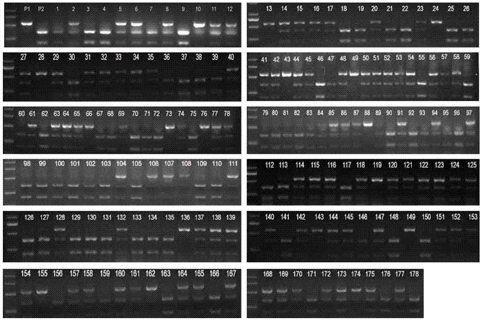 Mutant gene of rice starch branching enzyme SBE3 gene and application of mutant gene