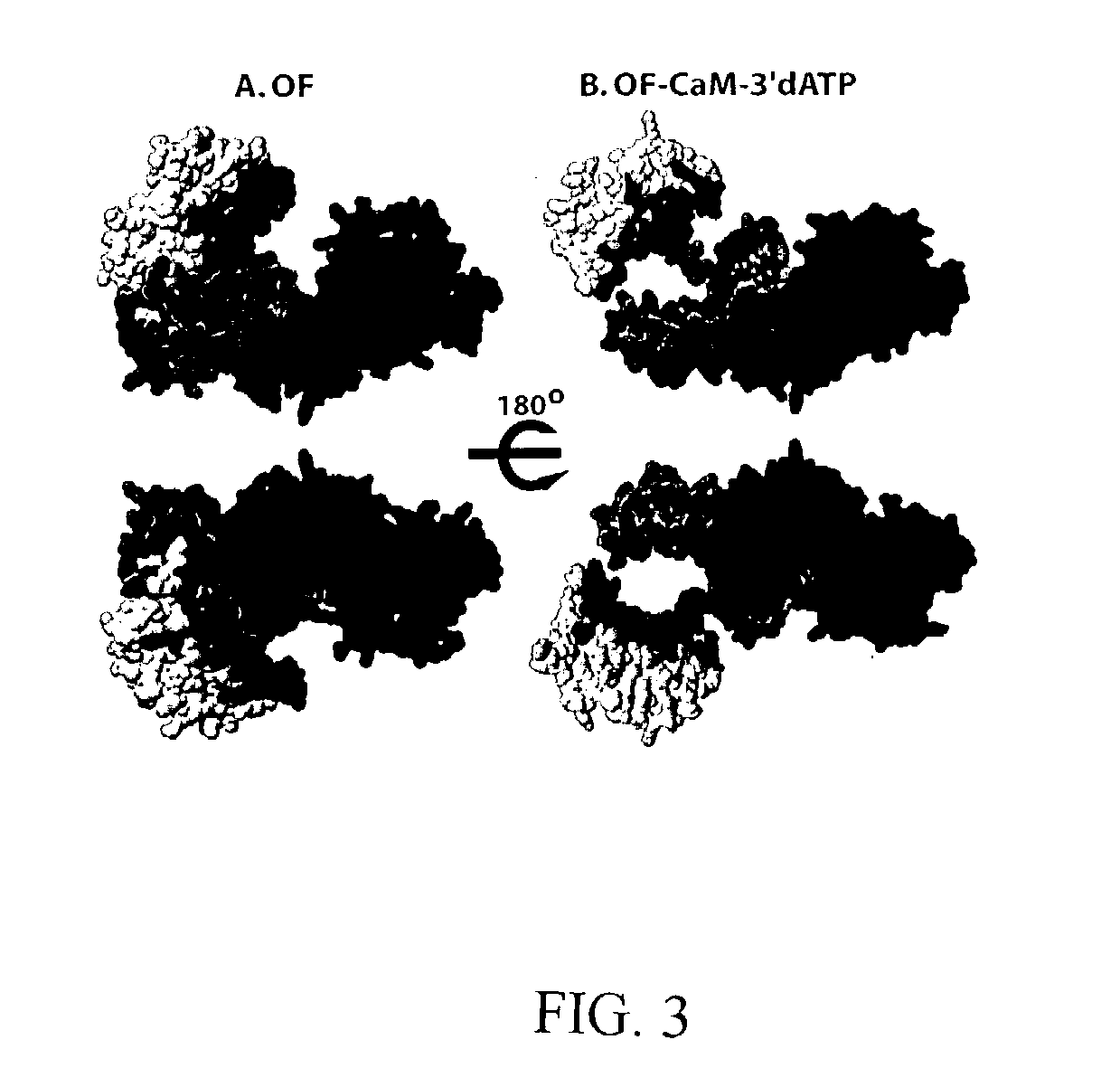 Methods and compositions relating to anthrax pathogenesis