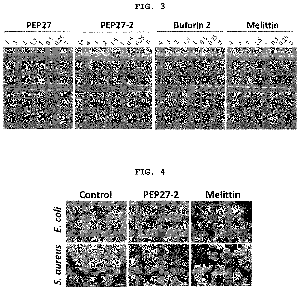 Novel peptide derived from pep27 peptide and uses thereof