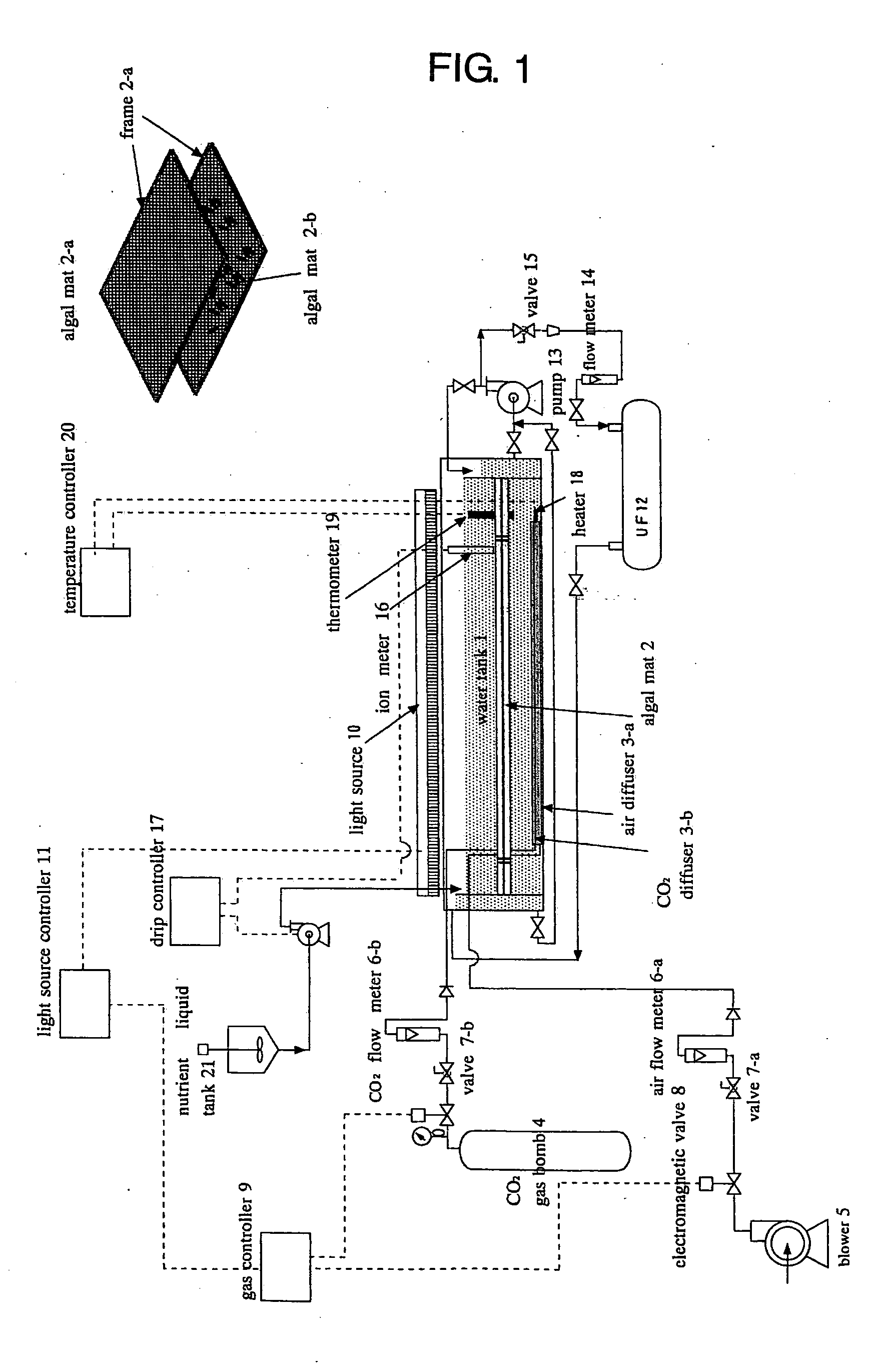 Algae intensive cultivation apparatus and cultivation method