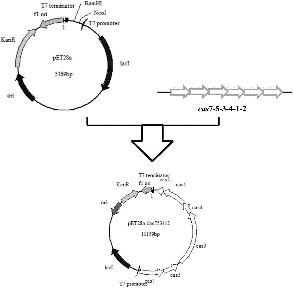 Streptomyces virginiae IBL14 type I-B-sv14 type CAS gene editing system