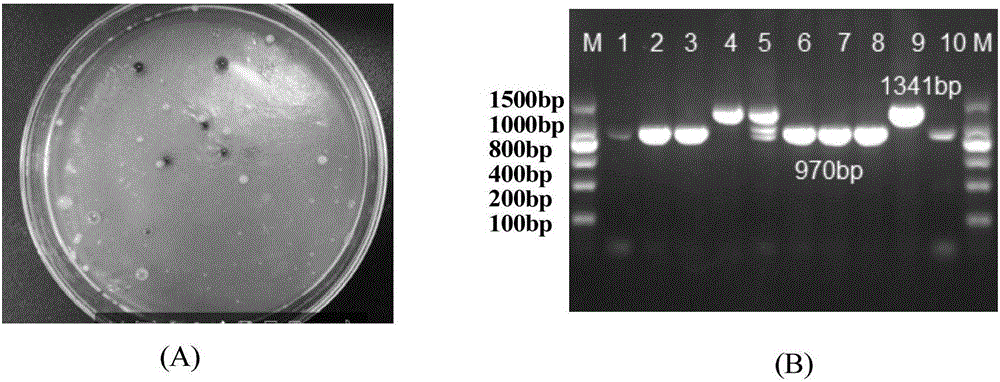 Streptomyces virginiae IBL14 type I-B-sv14 type CAS gene editing system