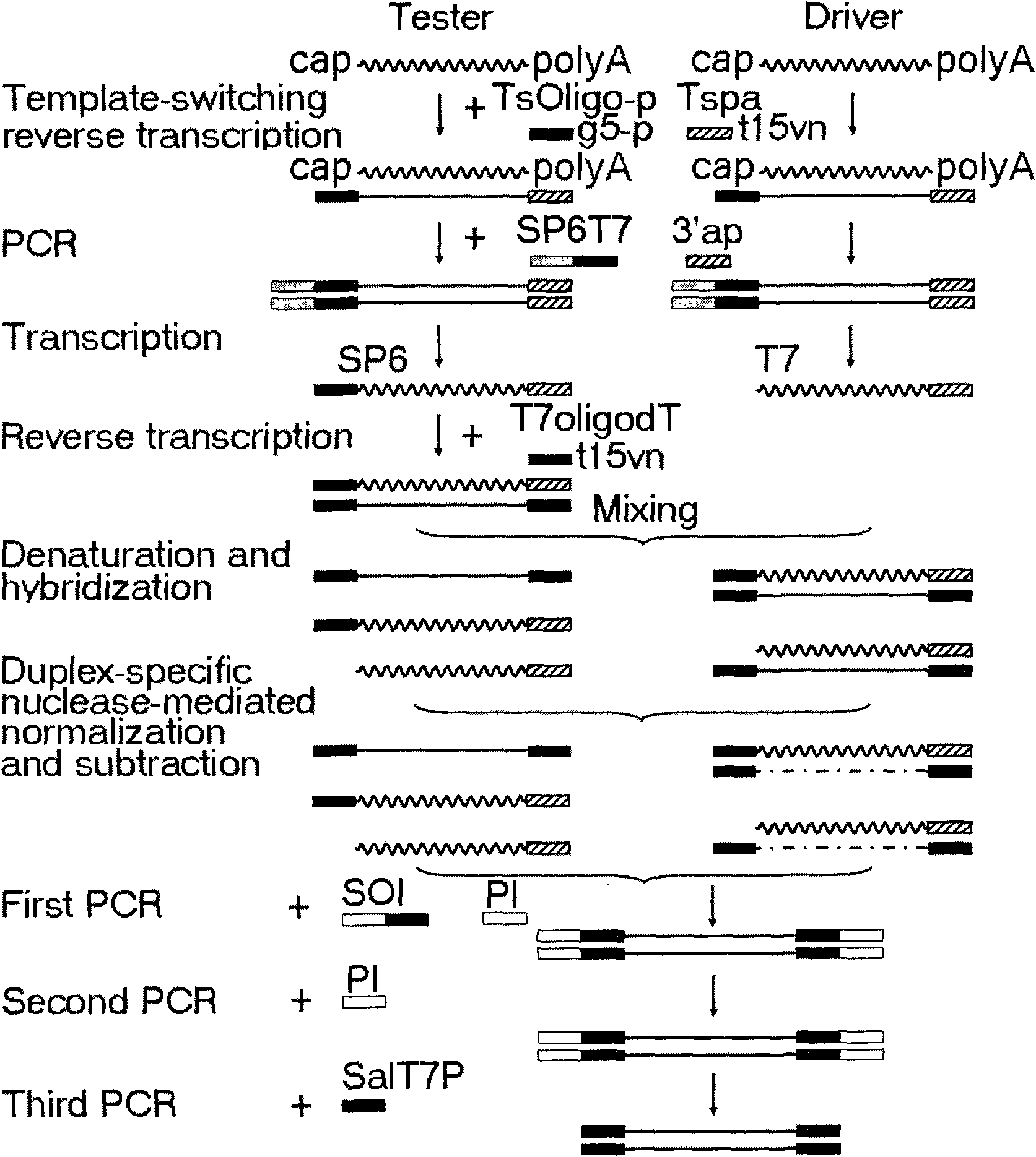 cDNA homogenizing subtractive hybridizing method of double-stranded specific DNA enzyme mediation