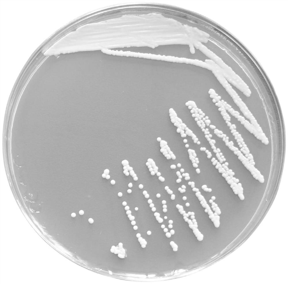 A High Esterase Activity M. Maggi and its Application in Mead Fermentation