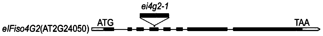 Application of eIFiso4G2 protein for regulating tolerance of plants to ABA