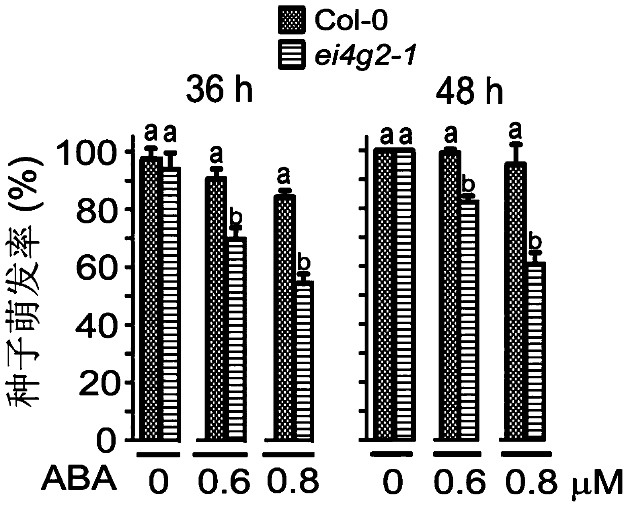 Application of eIFiso4G2 protein for regulating tolerance of plants to ABA