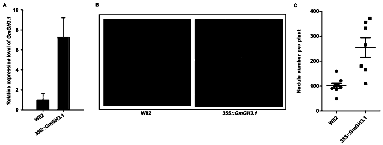 Method for breeding high-nodule nitrogen fixing transgenic plant