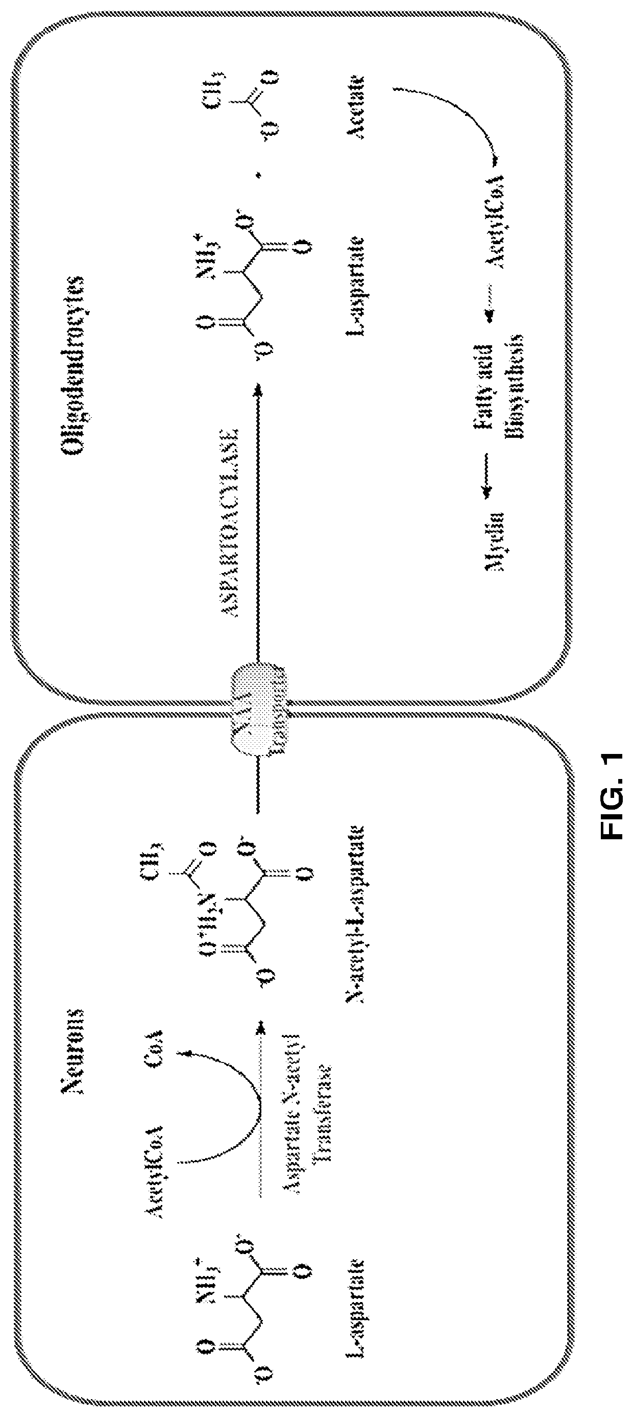 Potent inhibitors of aspartate N-acetyl-transferase for the treatment of Canavan disease