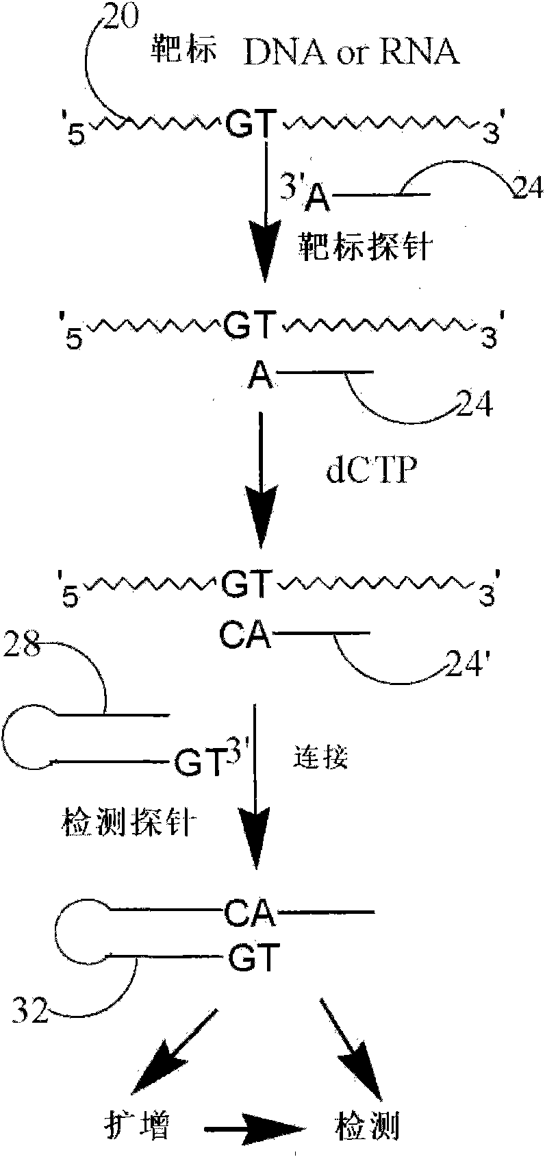 Method and kit for detecting nucleotide sequence