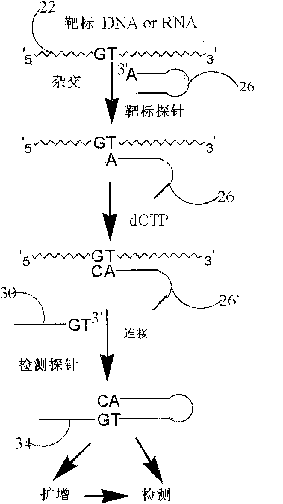 Method and kit for detecting nucleotide sequence