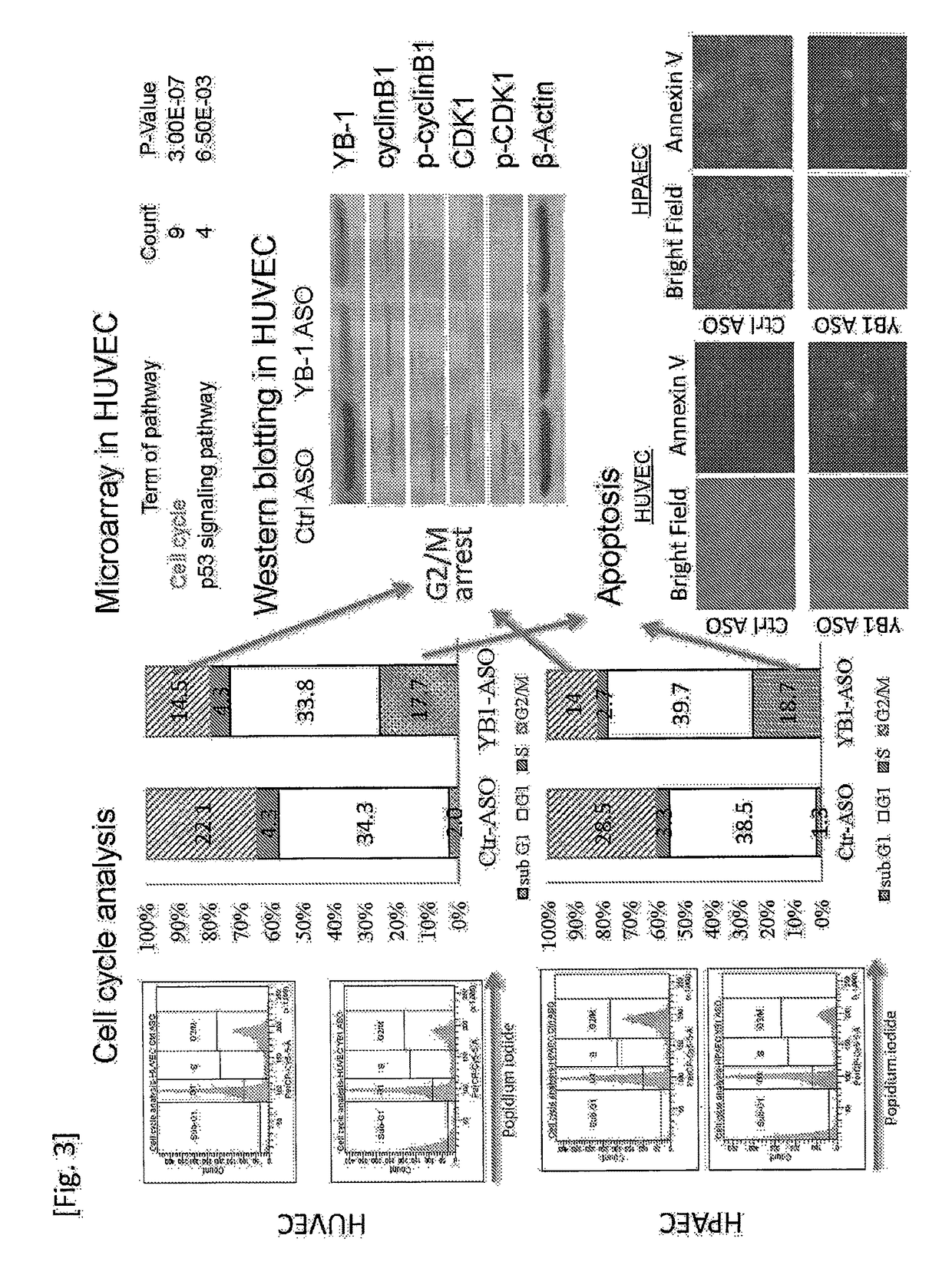 Antisense antineoplastic agent