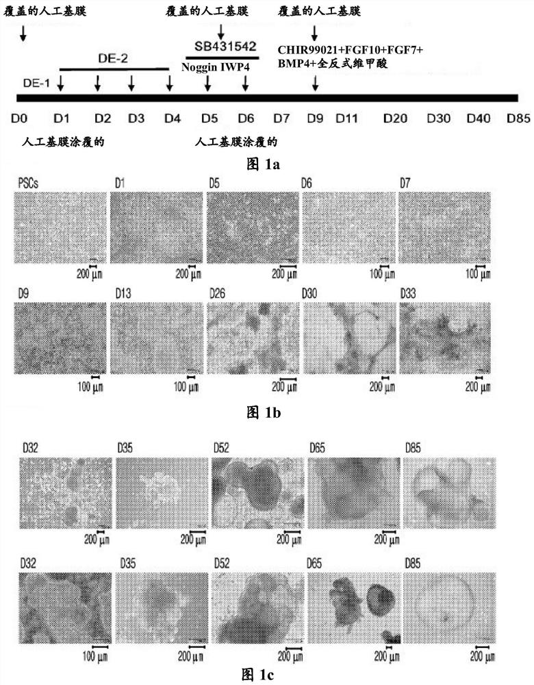 Method for fabrication of three-dimensional lung organoid comprising human stem cell-derived alveolar macrophage