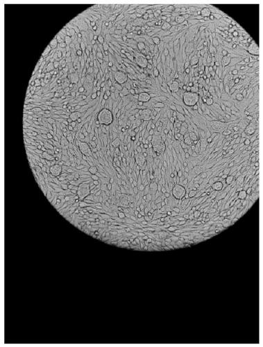 Antibacterial and antiviral hand cream and preparation method thereof