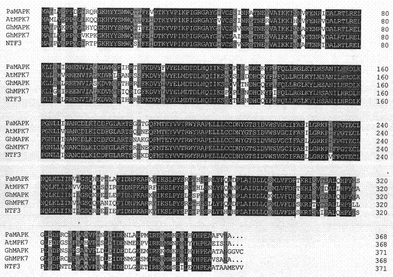 Novel cotton fungal disease-resistant gene GhMPK7 and application thereof