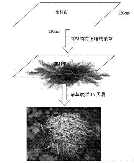 A method of trapping and collecting paederus by stacking grass