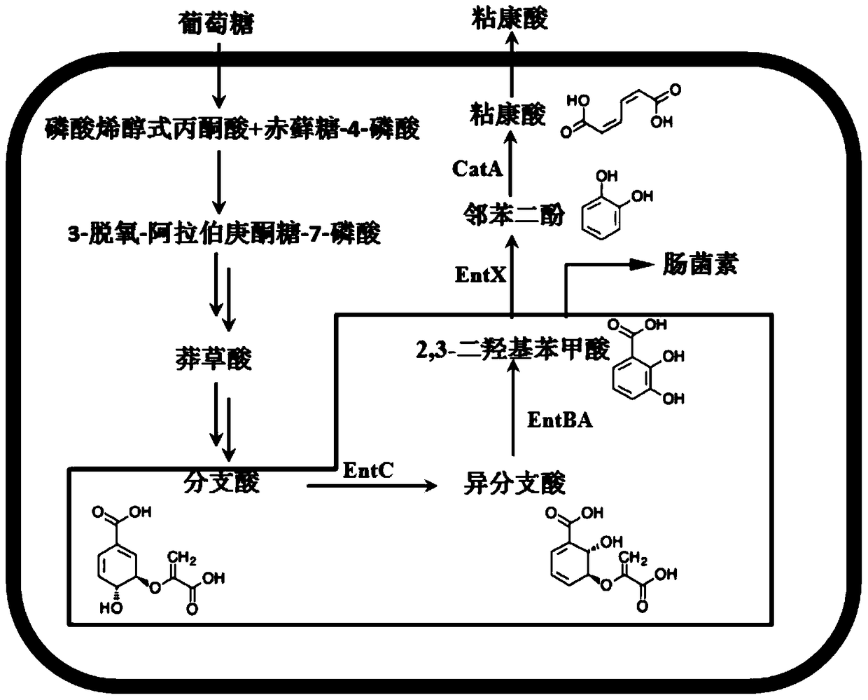 A strain of Escherichia coli engineered to synthesize muconic acid using glucose as a substrate