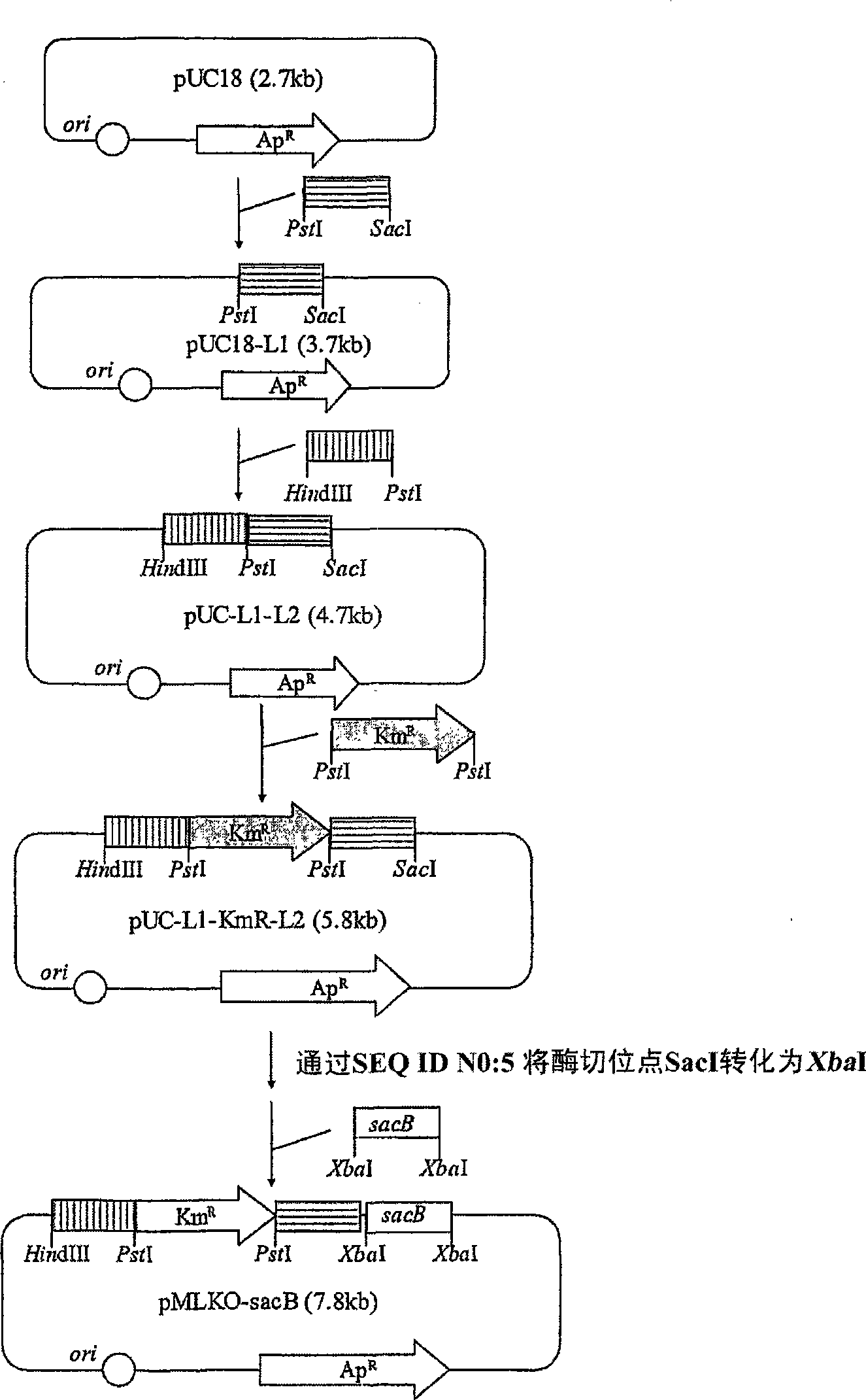 Novel rumen bacteria variants and process for preparing succinic acid employing the same