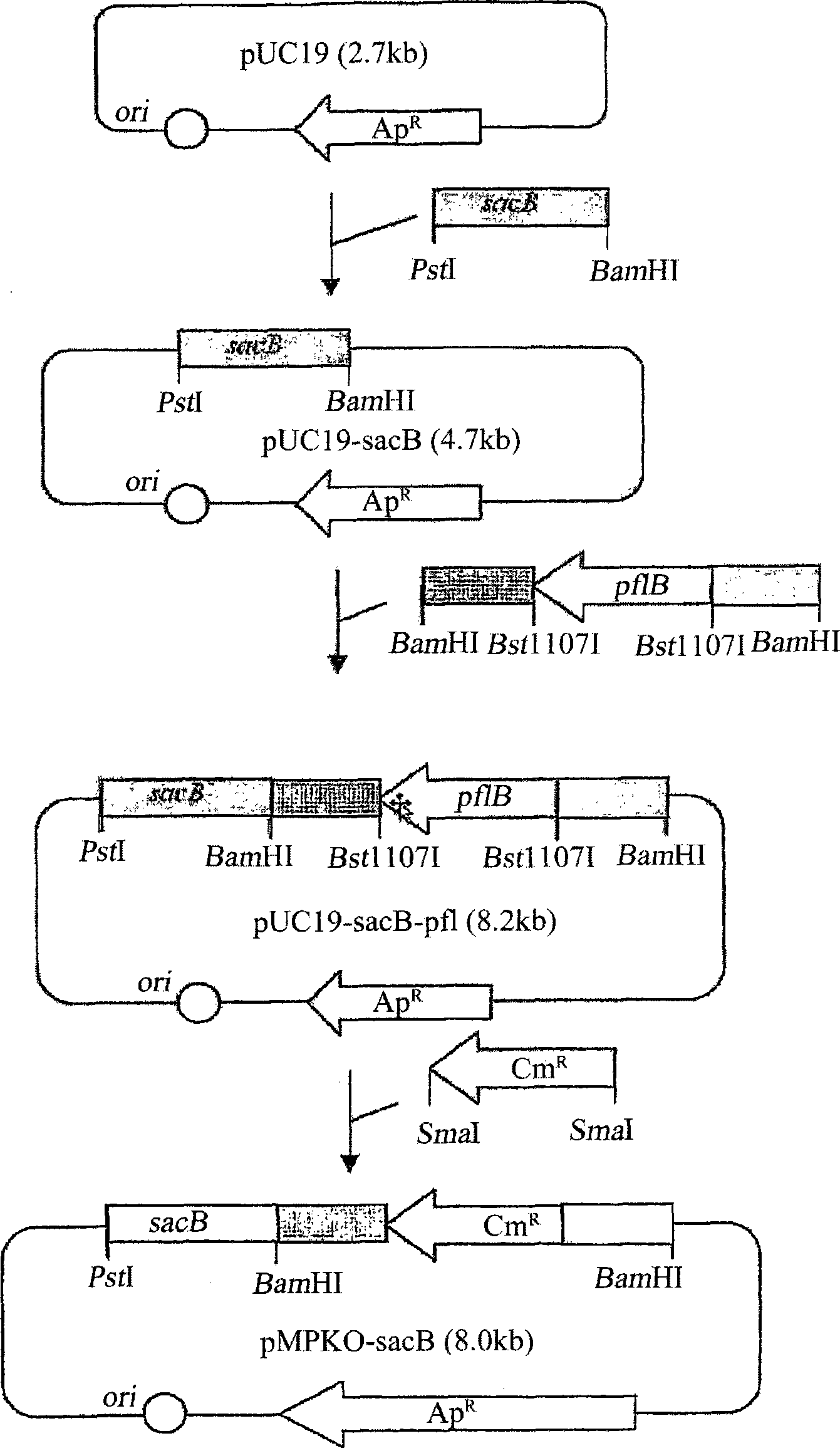 Novel rumen bacteria variants and process for preparing succinic acid employing the same