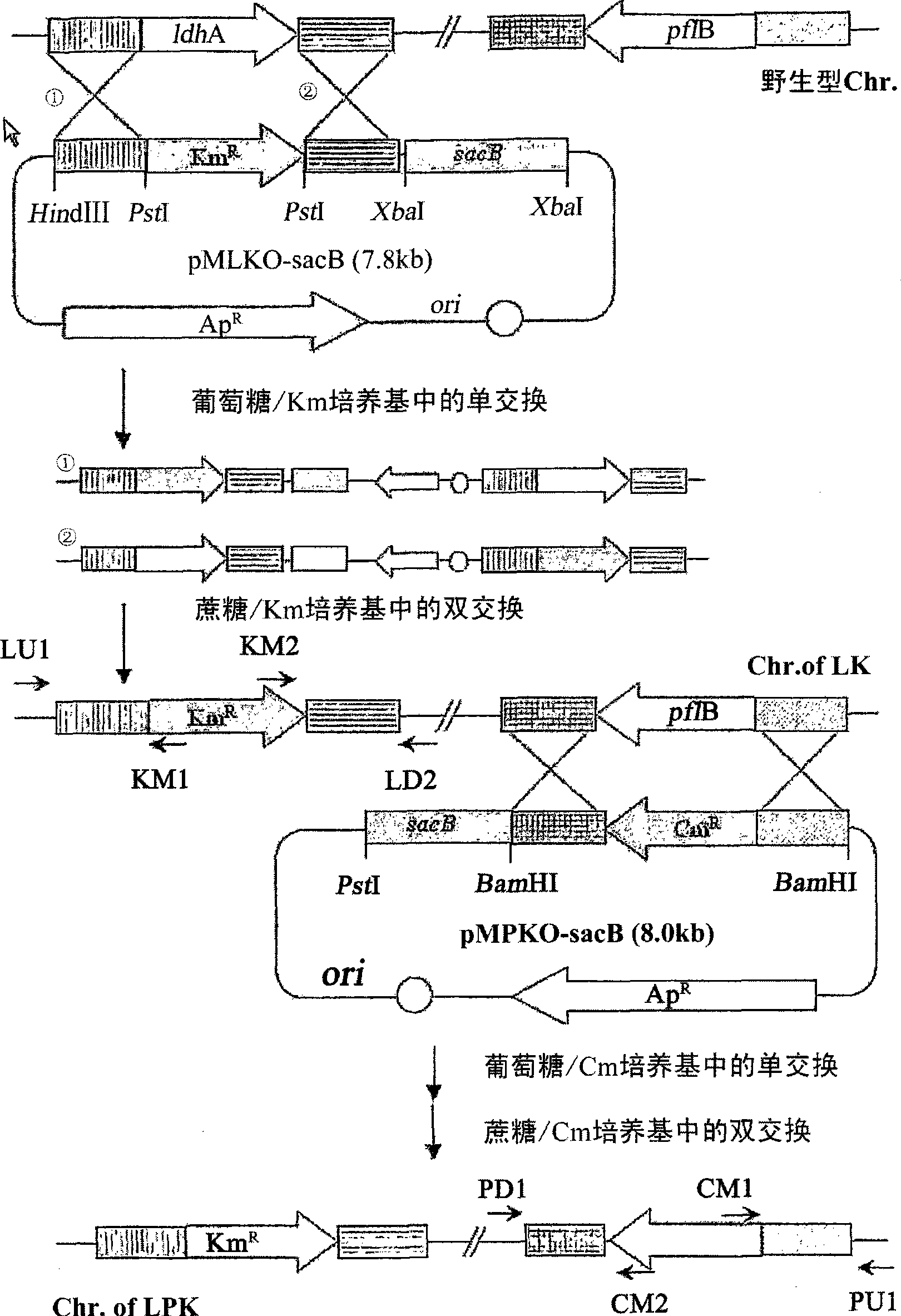 Novel rumen bacteria variants and process for preparing succinic acid employing the same