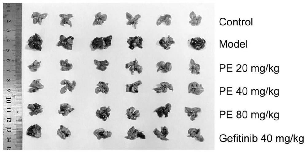 Application of pedunculoside in preparation of medicine for inhibiting lung metastatic cancer