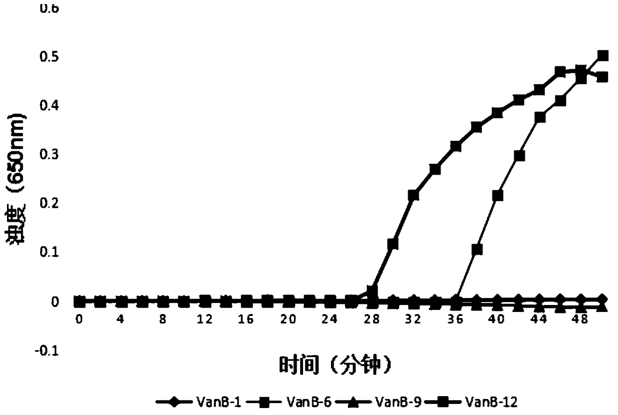 Lamp kit for detecting vanb gene and its special primers