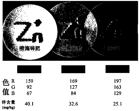 Method for rapid dyeing and identification of zinc content in rice