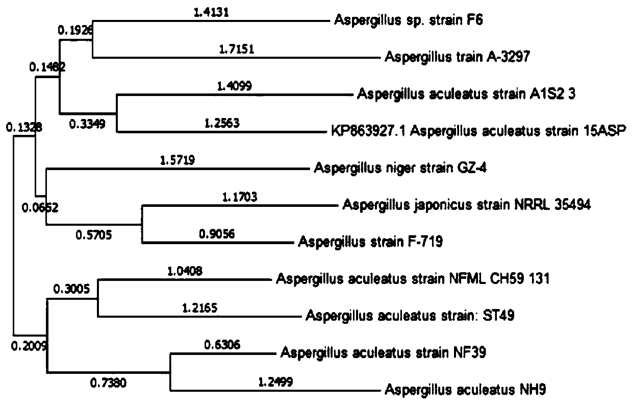 Aspergillus aculeatus strain and application thereof