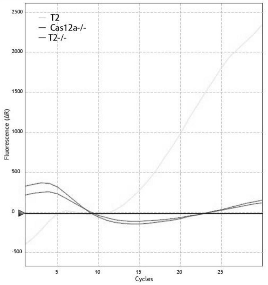 Kit and method for visually detecting trichomonas vaginalis based on RPA-CRISPR-Cas12a system