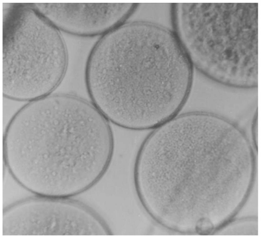 A preparation method of microspheres loaded with platelet lysate