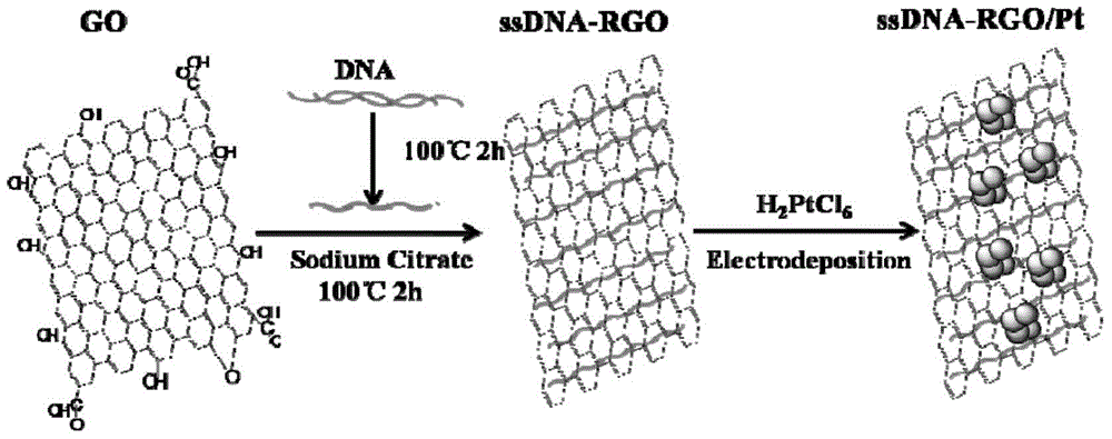 Single-stranded DNA/reduced graphene/cottony platinum nanoparticle as well as synthesis and application thereof