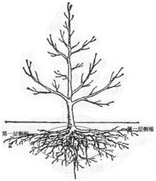 Method for improving transplanting survival rate of big magnoliaceae seedlings