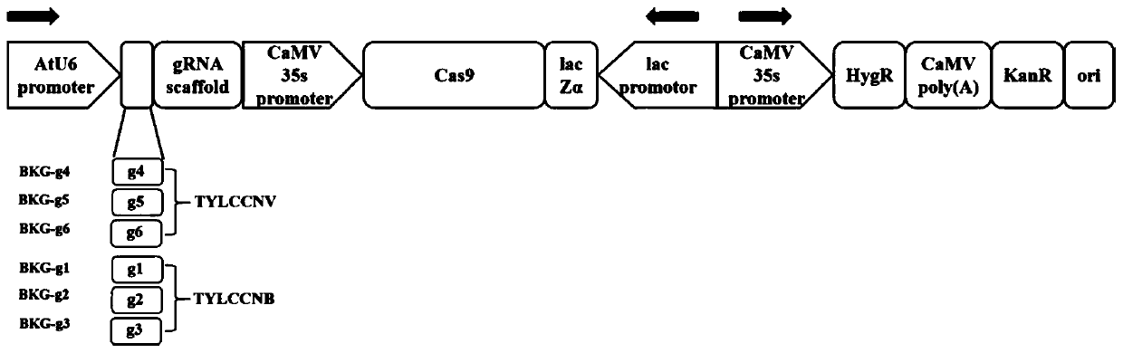 Vector for editing tomato yellow leaf curl China virus (TYLCCNV) on basis of CRISPR/Cas9 system, and construction method and application of vector