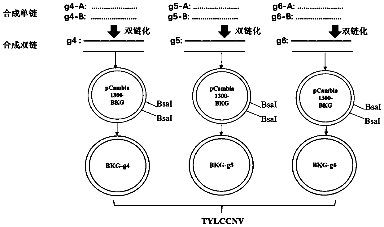 Vector for editing tomato yellow leaf curl China virus (TYLCCNV) on basis of CRISPR/Cas9 system, and construction method and application of vector