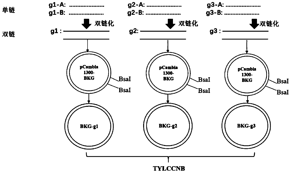 Vector for editing tomato yellow leaf curl China virus (TYLCCNV) on basis of CRISPR/Cas9 system, and construction method and application of vector