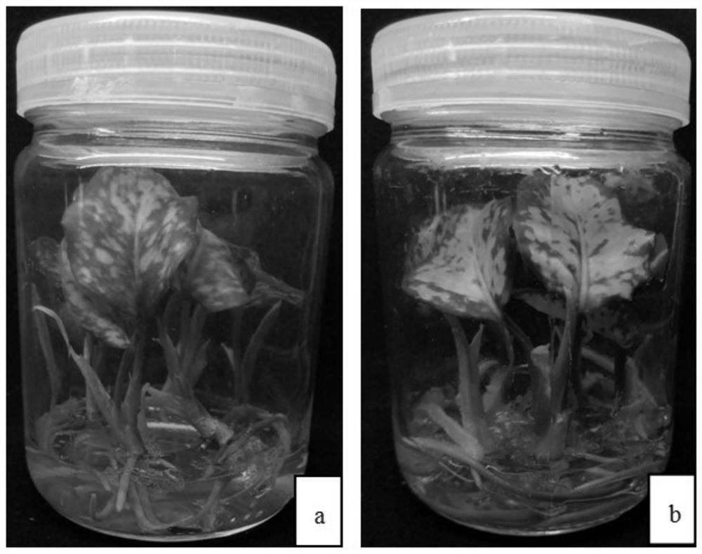 Method for changing leaf color of aglaonema rosea tissue culture seedlings by utilizing illumination