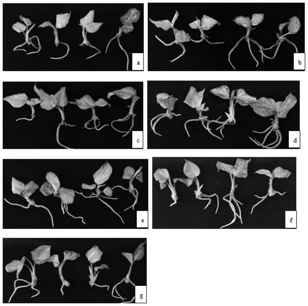 Method for changing leaf color of aglaonema rosea tissue culture seedlings by utilizing illumination