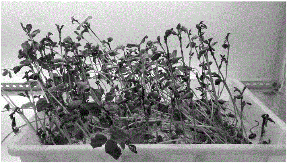 Method for rapidly identifying aphid resistance of mung beans