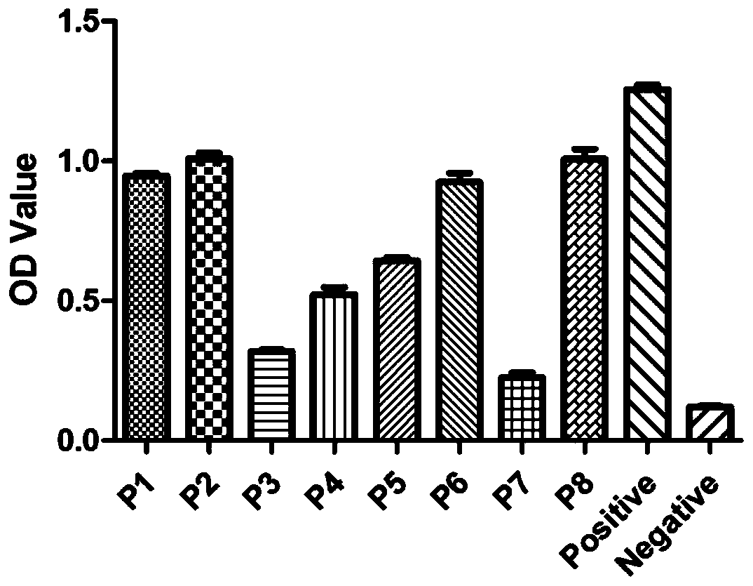 Canine parvovirus synthetic peptide vaccine and its preparation method and application