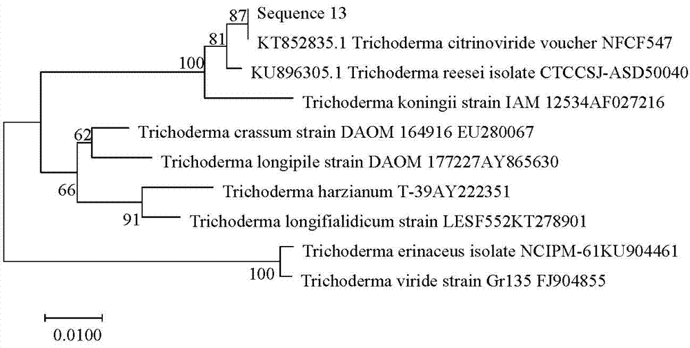 Strain capable of producing 1,4-beta-D-xylanase and application of strain