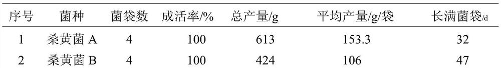 Rapid artificial cultivation method of mulberry phellinus