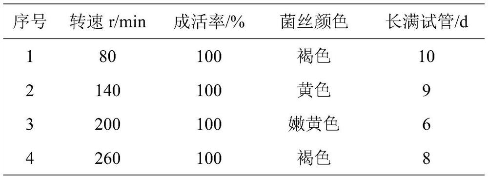 Rapid artificial cultivation method of mulberry phellinus