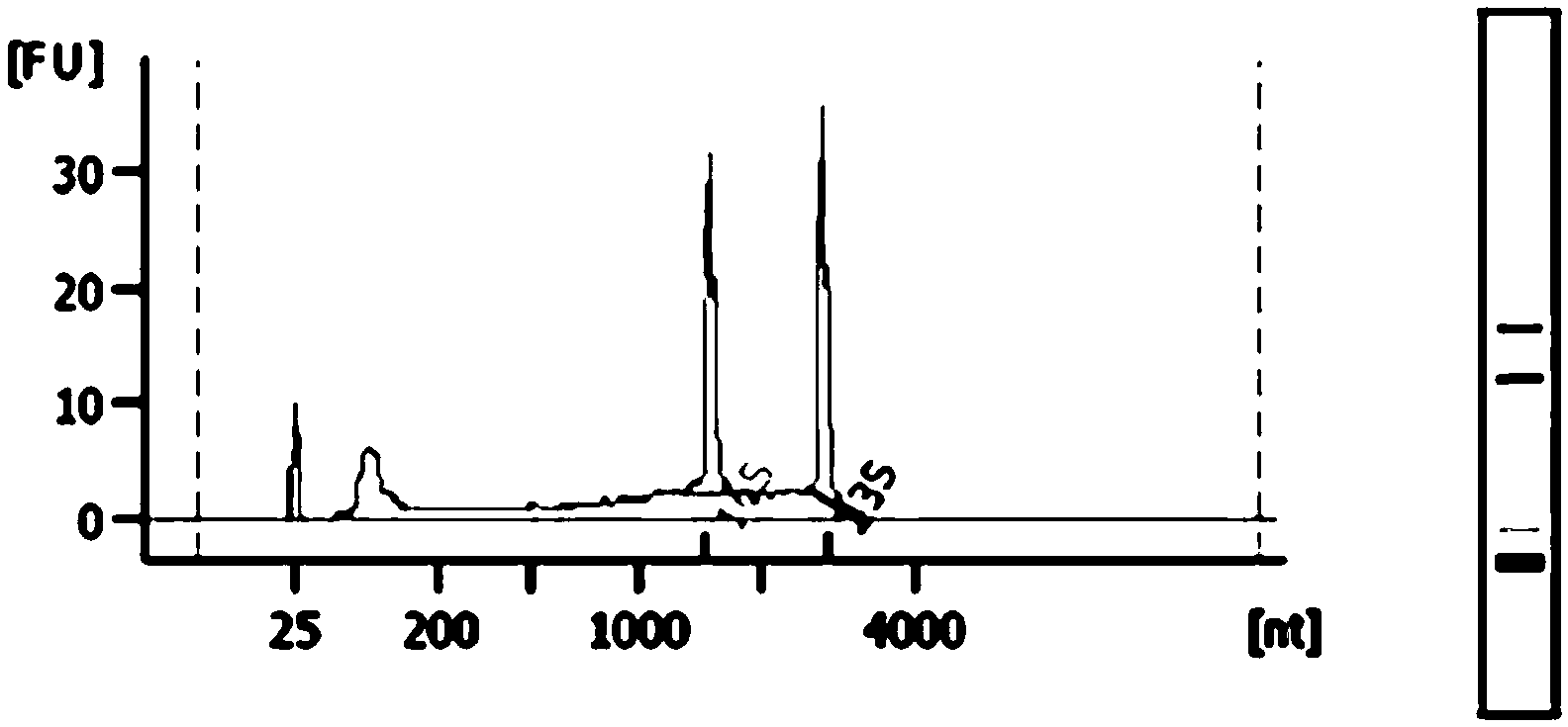 Method for extracting nucleic acid from biological sample