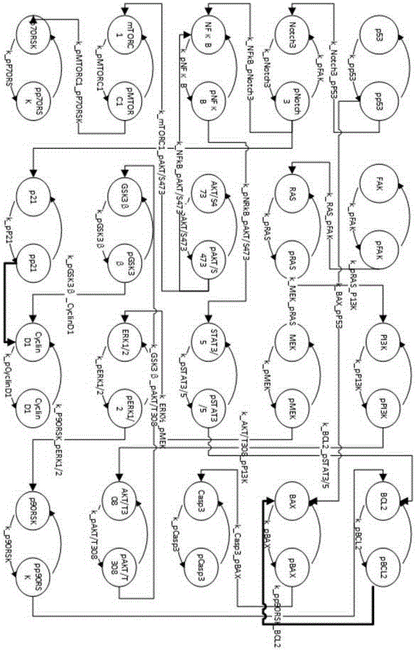 Myeloma signal path mechanism confirming method based on modular factor graph