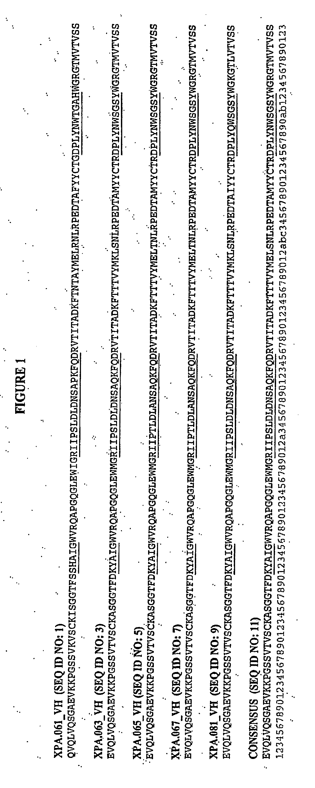Human antibodies specific for gastrin materials and methods