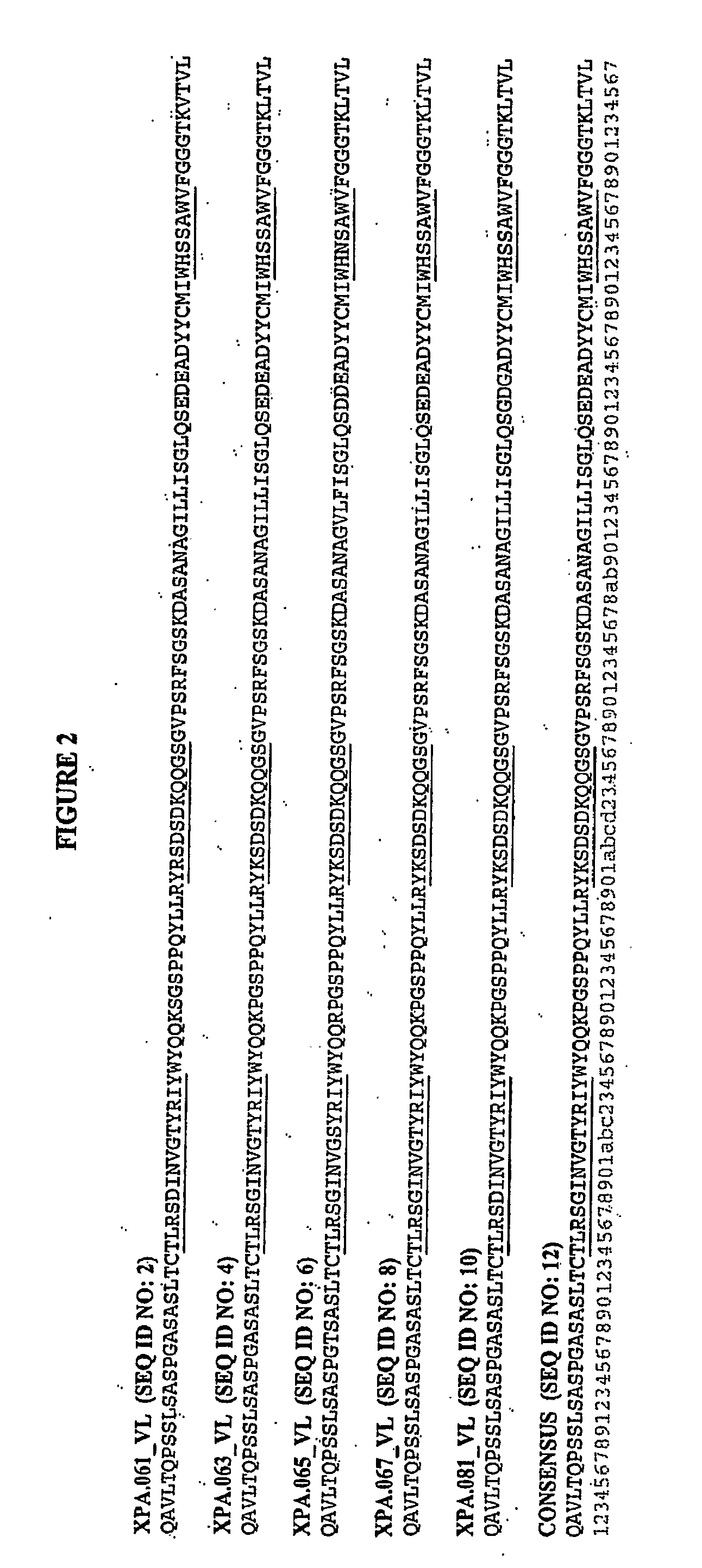 Human antibodies specific for gastrin materials and methods
