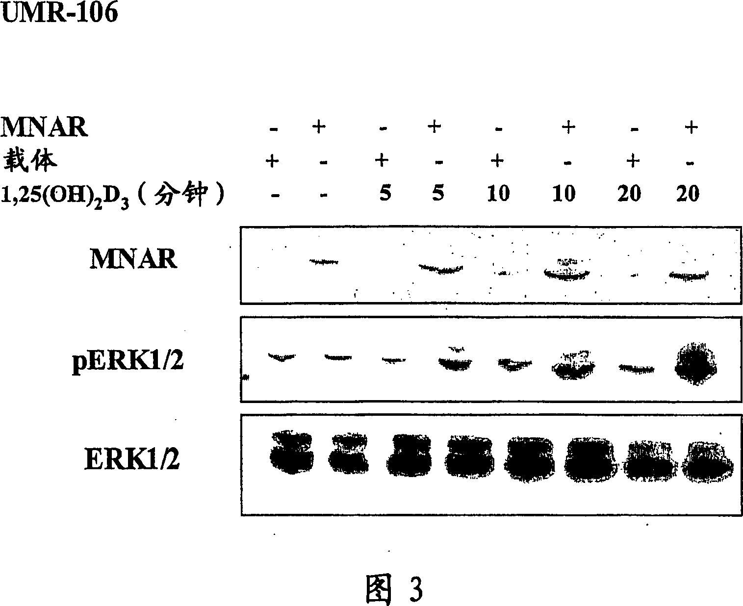 Functional method for generating or screening for ligands which modulate steroid hormone receptors