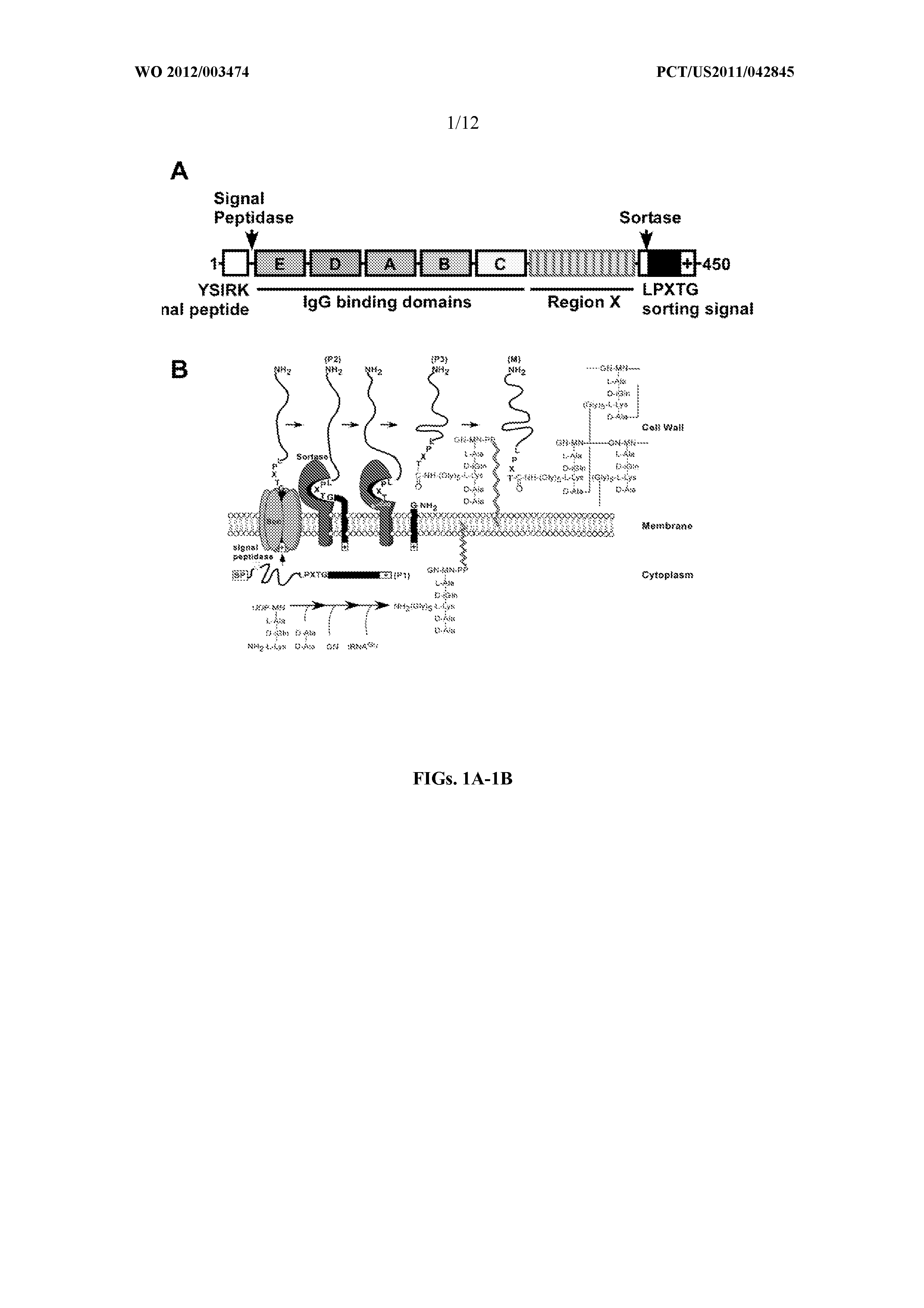 Compositions and methods related to protein a (SPA) variants