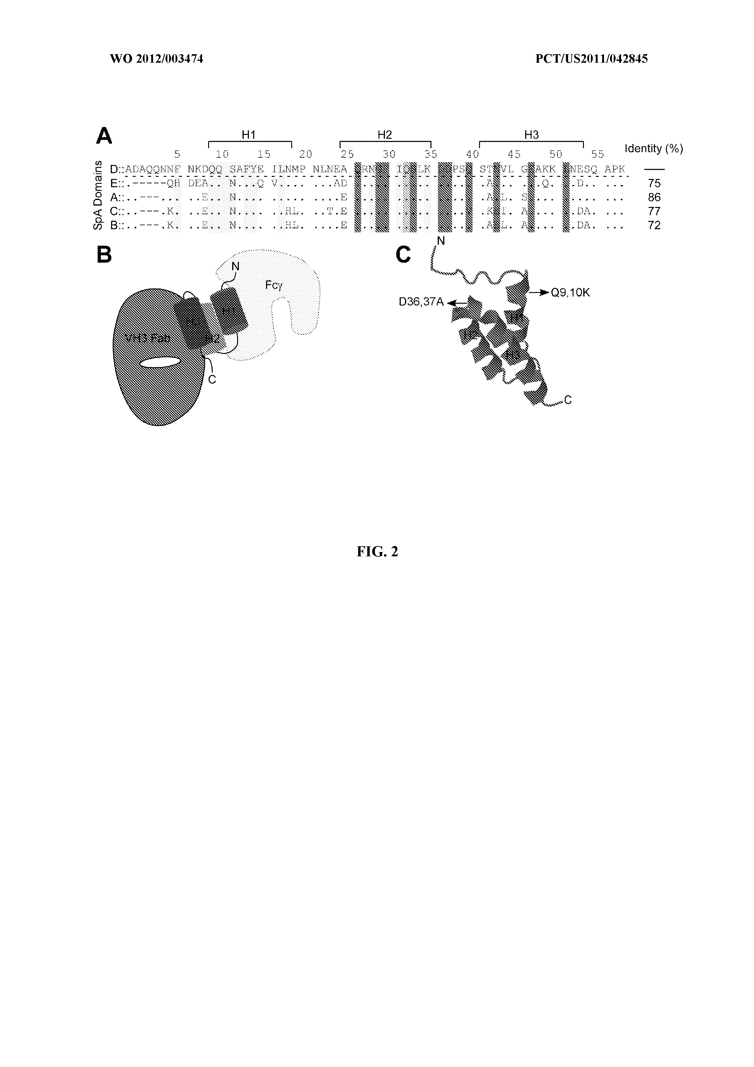 Compositions and methods related to protein a (SPA) variants